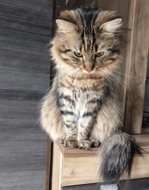 Junger Mischlingskater 