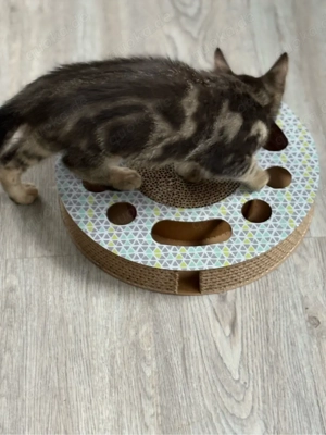 maine coon mischling