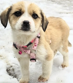 NINNA, ein zuckersüsses, eher ruhiges, dennoch verspieltes und verschmustes Hundemädchen