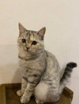 Katze u. Kater abzugeben