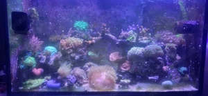 meerwasseraquarium Korallen zu verkaufen 
