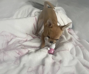 Chihuahua Mädchen sucht noch ein Zuhause 