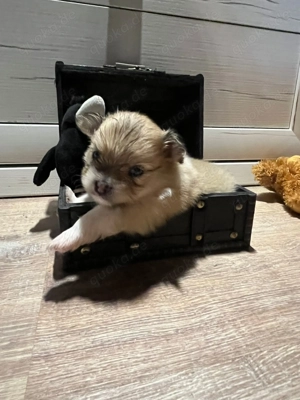 Reinrassige Pomeranien Welpen 