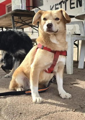 Lüszi (geb. ca. 11 2022) lebt in ungarischem Tierheim und sucht ein Zuhause