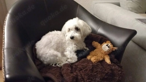 10 jährige Traumhündin sucht ihr Traumzuhause