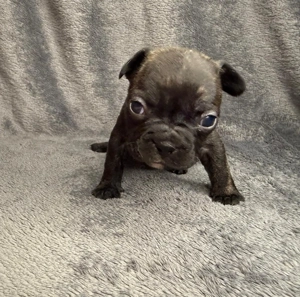 Französische Bulldoggen Welpen  Bild 9