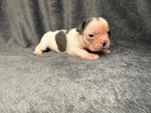 Französische Bulldoggen Welpen  Bild 8
