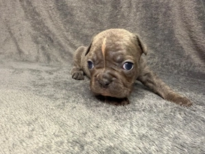 Französische Bulldoggen Welpen  Bild 5