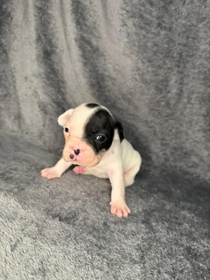 Französische Bulldoggen Welpen  Bild 7