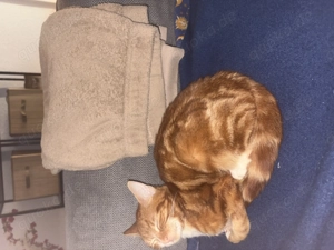 Der kleine süße aber verspielte Simba