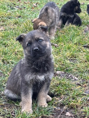 Deutsche Schäferhund Welpen