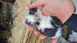 Zwei Cuy Rosetten Meerschweinchen 