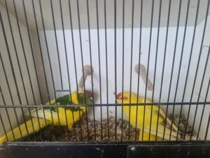 paar Ziegensittiche Jung