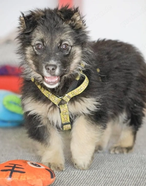 BIGGIE, ein total verspieltes, fröhliches, neugieriges und gelehriges Kerlchen