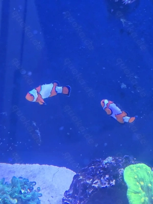 Ocellaris Snowflake - Clownfische - Pärchen - Nachzucht