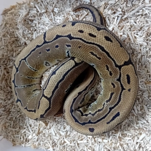 1.0 Python regius Pinstripe 