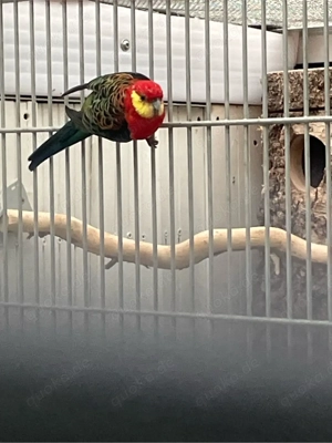 Stanley Sittich Paar