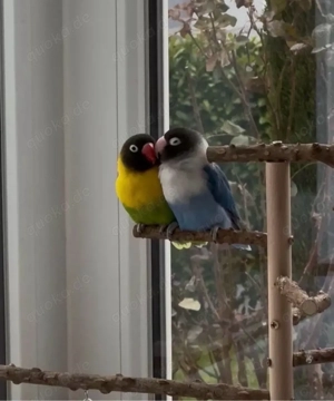 Unzertrennliche Agaporniden Pärchen