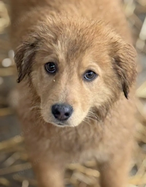 Die liebe noch kleine Monty wünscht sich lebenslänglich   München