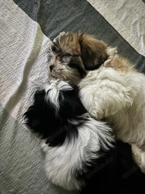 Zauberhafte Shih Tzu Welpen