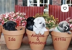 Achtung Betrüger dieser Mopswelpen