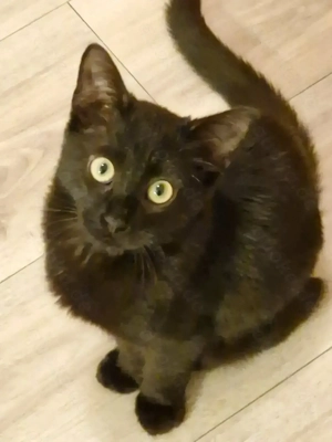 Jung-Kätzin, 5 mon., darf nun auch umziehen