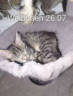 Kitten in liebevolle Hände abzugeben 