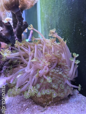 Alveopora tizardi grün -Meerwasser Korallen