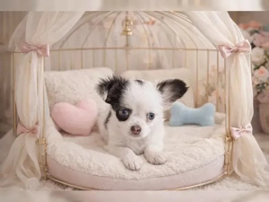 Chihuahua welpen kurzhaar und langhaar