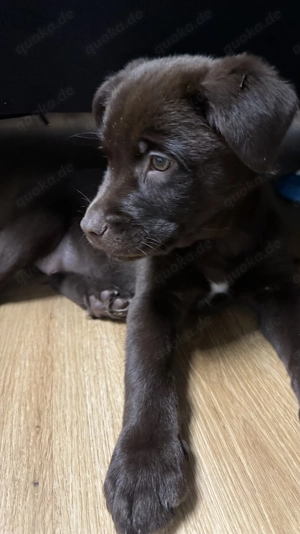 Aussiedor Welpe sucht noch sein zuhause 