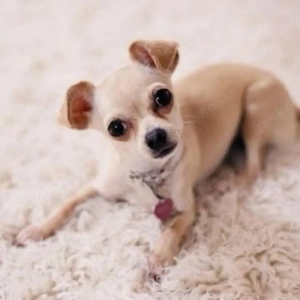 Chihuahua-Welpen suchen ein neues Zuhause. 