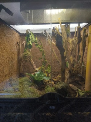 Hobby Auflösung tiere und terras zum verkauf