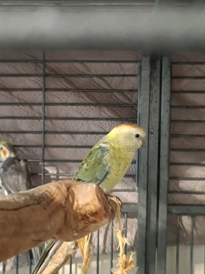 Singsittiche, Pärchen 