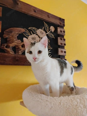 Der süße Fleki   ein kleiner Sonnenschein