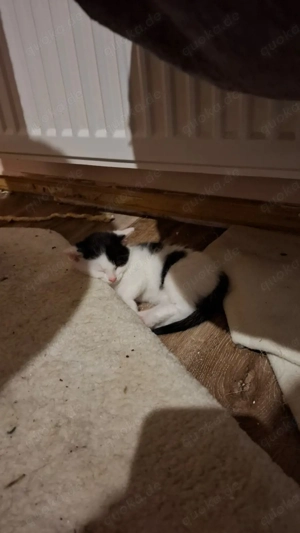 Weibliche Babykatze sucht neues Zuhause 