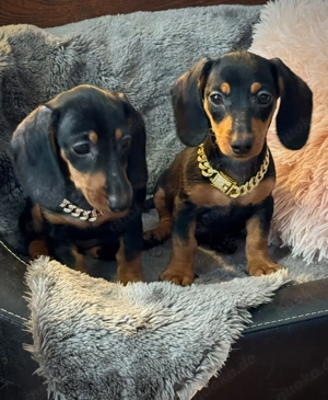 Zwergdackel Welpen können Ausziehen 