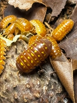 Blutorange Assel - Armadillidium frontetriangulum "orange"