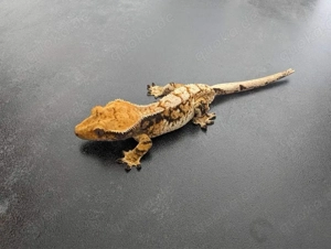 Kronengeckos abzugeben inkl. Terra