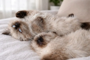 Wunderschöner Kater zu verkaufen! 