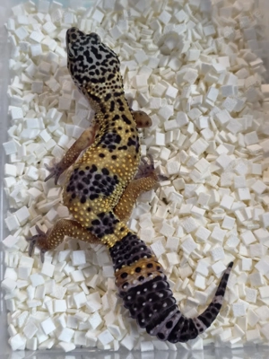 Leopardgecko Nachzuchten aus 2025  Wild,BlackNight,Bell Albino, Radar