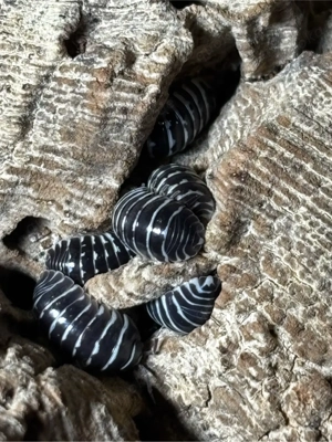 Zebra Rollassel - Armadillidium maculatum Bild 4
