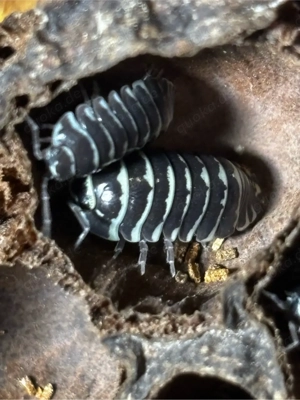 Zebra Rollassel - Armadillidium maculatum Bild 3