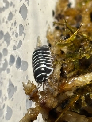 Zebra Rollassel - Armadillidium maculatum