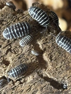 Zebra Rollassel - Armadillidium maculatum Bild 2