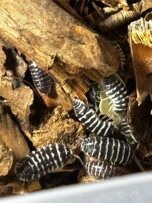 Zebra Rollassel - Armadillidium maculatum Bild 5