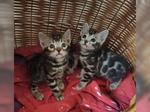 Premium Bengalkitten mit Stammbaum