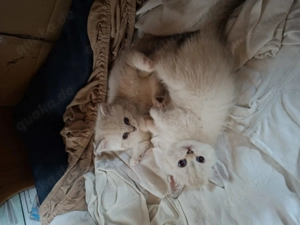 BKH Kitten zum Verkaufen 