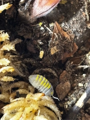 Armadillidium vulgare  Magic Potion  assel  Bild 4