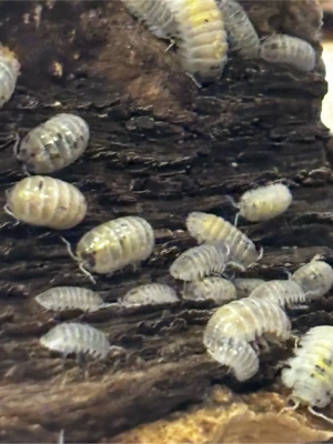 Armadillidium vulgare  Magic Potion  assel  Bild 3