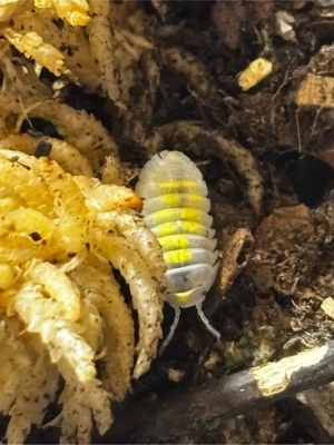 Armadillidium vulgare  Magic Potion  assel  Bild 2